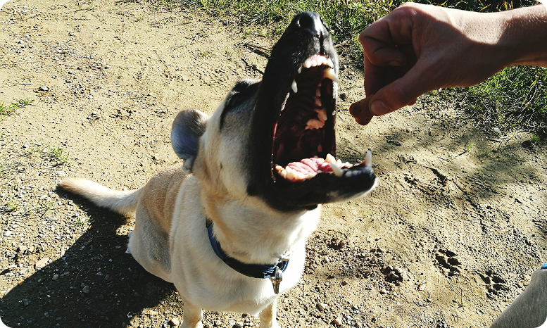 Rabies