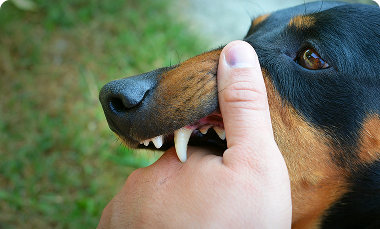 Rabies